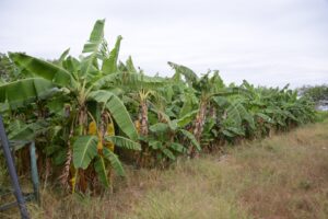 Agricultura