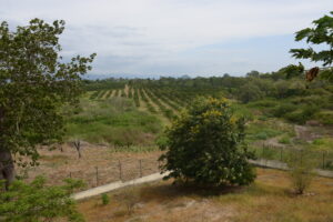 visita a fazenda com as crianças 002