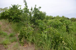 visita a fazenda com as crianças 035